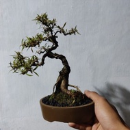 ( packing aman ) bonsai Beringin California