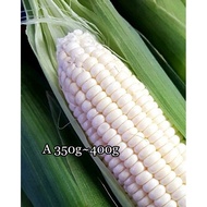 10tongkol/set, 【Grade A】 💯 Cameron highlands jagung susu manis