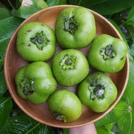 Anak Pokok Black Sapote (Chocolate Pudding Fruit)