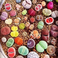 【Radiation Protection flowers Seed】Lithops Mixed Seeds Succulent Seeds Succulent Plant Seeds Indoor Desktop Office Pot B