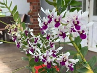 HOA LAN DENRO ROBERT NẮNG THƠM