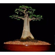 10 Bibit pohon bonsai Baobab bibit benih siap kirim