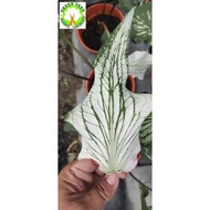 INDOOR PLANT - Caladium Thai Beauty White / White WIng 泰国美人白翼彩芋 for HOME/OFFICE decoration