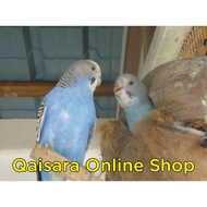 BUDGIE BIRD NEST SARANG TETAS