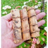 Rotan Songsang (100% Asli) Gred Matang