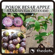 Pokok Besar Apple Star Untuk Ditanam Pokok Hidup Real Live Plant Apple Susu 金星果