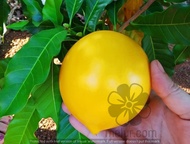 MM- Anak Pokok Abiu / Abeo / Pouteria caimito seedling