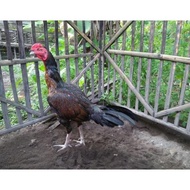 100% telur ayam fertil telur tetas pama bulbi x biangmangon -