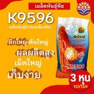 ส่งไว! ข้าวโพดสายพันธุ์ K9596 ฝักใหญ่ ลำต้นแข็งแรง เก็บเกี่ยวง่าย ผลผลิตสูง พันธุ์ข้าวโพดลูกผสมเดี่ย
