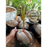 PROMO !! Tanaman hias bahan bonsai pohon kelapa - tanaman hias hidup
