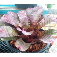 BROMELIAD TIGER GROOVE PLANT WITHOUT POT