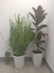 珊瑚多肉竹節草