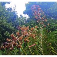 Grammatophyllum Speciosum