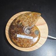 AMMONITE MADAGASCAR HQ POLISHED ORIGINAL