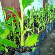 bibit pisang ambon super