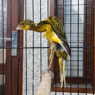 kenari Giboso iran23 Gacoorr istimewah
