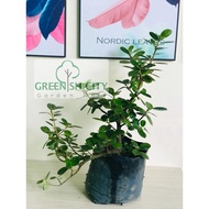 Ficus Microcarpa Chinese Fig Live Plant Pokok Jejawi Bonsai 马来亚榕 Banyan Ornamental Plant