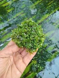 dekorasi aquarium mos pelia media wabikusa/mos aquascape