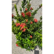 Pokok Jenjarum / Ixora