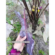 keladi viral 😍 ubi  Alocasia purple cloak