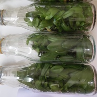 Bibit Botol Anggrek Bulan atau Phalaenopsis hybrid