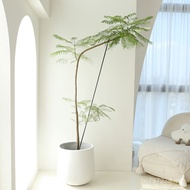 Living Room Office Jacaranda Bedroom Entrance Landscaping Green Plant Large Plant Balcony Indoor Pot