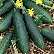 50pcs Cucumber Seeds ganic Tendergreen Burpless Heirloom Vegetable Seed s8Yk