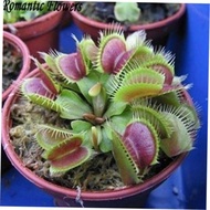 Venus Flytrap Potted Plant Seeds Dionaea Muscipula Iant Cli Potting Soil Included Hardware Tools Wor