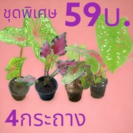 📢📢ต้นบอนสี กวนอู ชุดพิเศษ🦋( 3แถม1)🦋จัดส่งแบบกระถางขนาด3นิ้ว