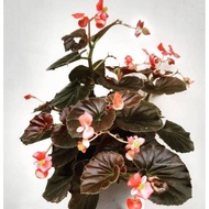 Tanaman hias bunga begonia
