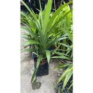 ❎Pokok pandan  daun pandan ☘️