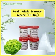 Benih Bibit Selada Import SEMENTEL Bejo Seed (100 biji) Repack