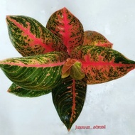 AGLONEMA WIDURI