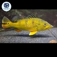 Pbass Kelberi Bahia Gold (Size 9-10cm) - Peacock Bass Kelberi Bahia Pure