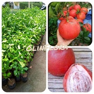 bibit jeruk red pomelo okulasi / bibit jeruk bali merah red pomelo unggulan