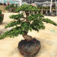 （现货）罗汉松盆景雀舌罗汉松盆栽榆树五针松老桩迎客松

造型景观黄杨