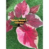 Pokok Keladi Thailand 7