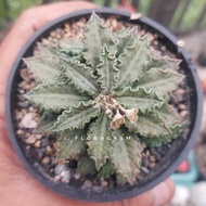 Euphorbia tulearensis - Seed Grown