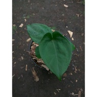 Sindo - Anthurium Hulk Java Live Plant 142UPBFIBQ