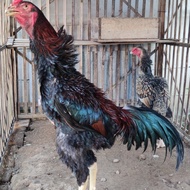 anak ayam shamo eropa  1bln +