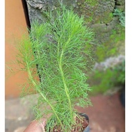 Ornamental plant Sea cypress - Cemara cod