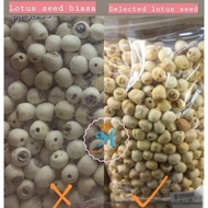 LOTUS SEED / LOTUS SEED "Grade AAA"