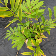 [PRE ORDER] Pokok Bonglai Putih / Bengal Ginger (Zingiber montanum) - Live Plant