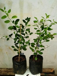 Bibit jeruk nipis/pohon jeruk nipis