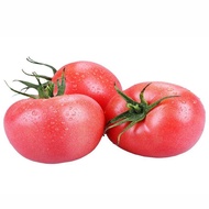 BENIH TOMAT MERAH JUMBO/TOMAT BEEF ISI 50 BIJI BENIH UNGGUL MUDAH TUMBUH -mg