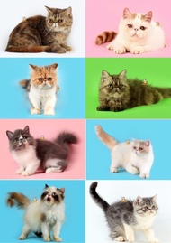 Kucing Exotic Peaknose - Kitten - Sudah vaksin