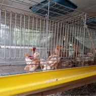 KANDANG BOX P.120 CM × L.60 CM × T.40 CM STARTER DOC ANAK AYAM GALVANIS