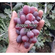 KERATAN / CUTTING ANGGUR NINEL ~ Premium Grape