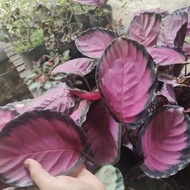 ☋CRIMSON CALATHEA ACTUAL Picture