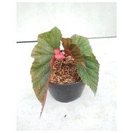 Pab Begonia Maculata Begonia Mocca Begonia Polkadot